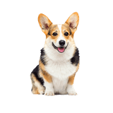 Animale de companie