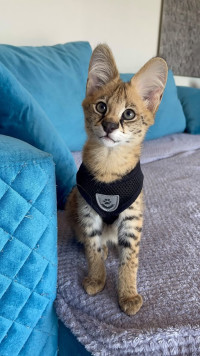 pisoi serval și caracal și frumoasa Savannah